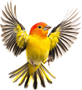 category